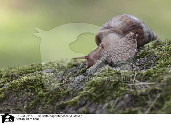 Afrikanische Riesenschnecke / African giant snail / JM-02142