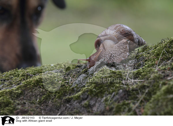 Hund mit Afrikanische Riesenschnecke / Dog with African giant snail / JM-02143