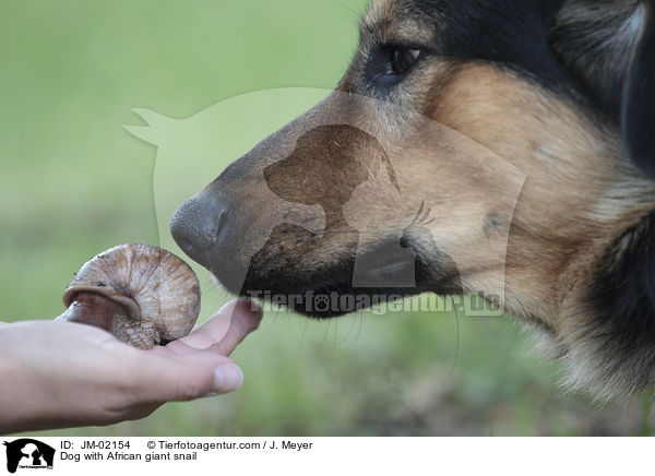 Hund mit Afrikanische Riesenschnecke / Dog with African giant snail / JM-02154