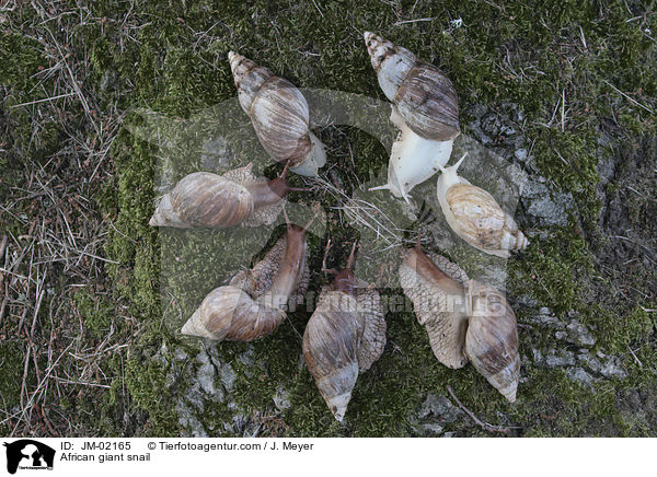 Afrikanische Riesenschnecke / African giant snail / JM-02165