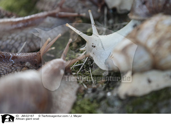 Afrikanische Riesenschnecke / African giant snail / JM-02167