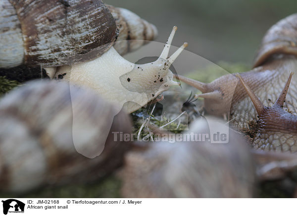 Afrikanische Riesenschnecke / African giant snail / JM-02168