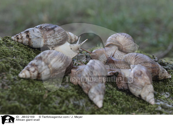 Afrikanische Riesenschnecke / African giant snail / JM-02169
