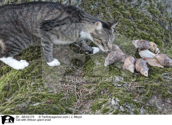 Katze mit Afrikanische Riesenschnecke / Cat with African giant snail / JM-02170