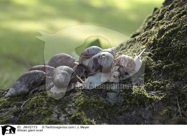 Afrikanische Riesenschnecke / African giant snail / JM-02173