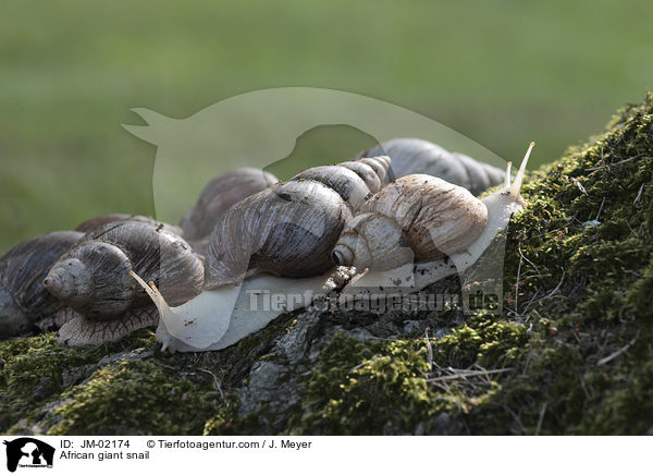 Afrikanische Riesenschnecke / African giant snail / JM-02174