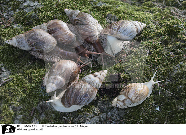 Afrikanische Riesenschnecke / African giant snail / JM-02175