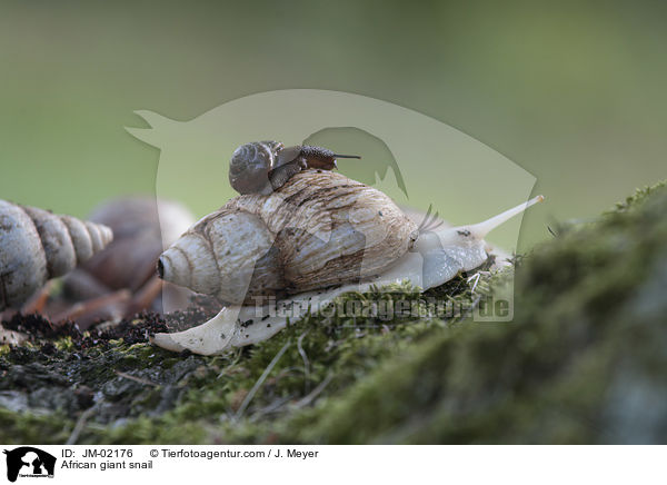 Afrikanische Riesenschnecke / African giant snail / JM-02176