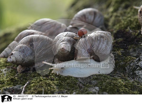 Afrikanische Riesenschnecke / African giant snail / JM-02177