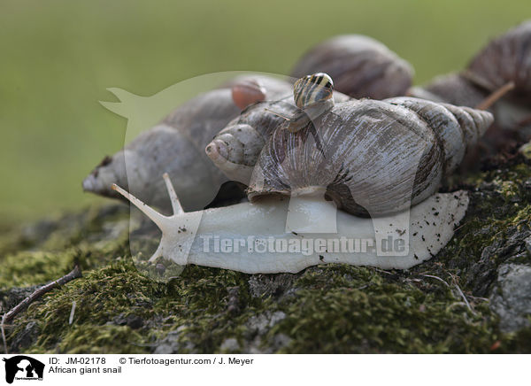 African giant snail / JM-02178