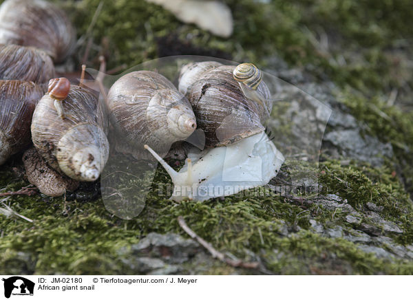 Afrikanische Riesenschnecke / African giant snail / JM-02180