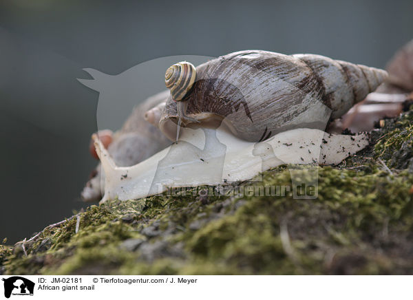 Afrikanische Riesenschnecke / African giant snail / JM-02181