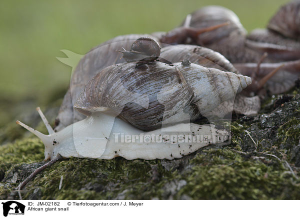 Afrikanische Riesenschnecke / African giant snail / JM-02182