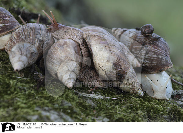 African giant snail / JM-02183
