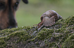 Dog with African giant snail