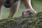 Dog with African giant snail