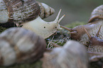 African giant snail