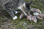 Cat with African giant snail