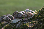 African giant snail