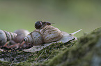 African giant snail