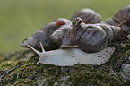 African giant snail