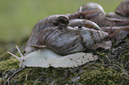 African giant snail