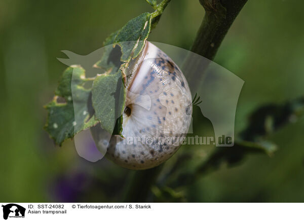 Bradybaena similaris / Asian trampsnail / SST-24082