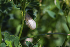 Asian trampsnail