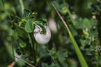 Asian trampsnail