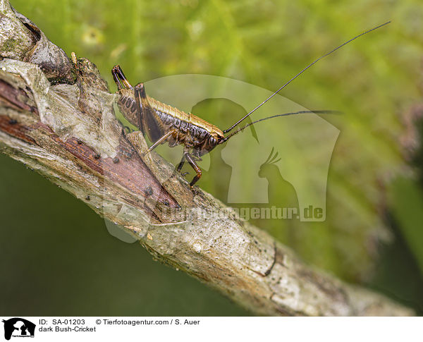 dark Bush-Cricket / SA-01203