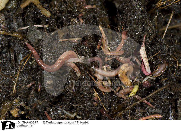 earthworms / THA-03377