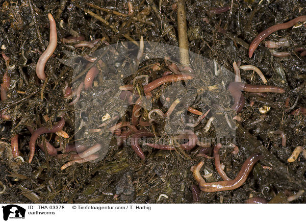 earthworms / THA-03378