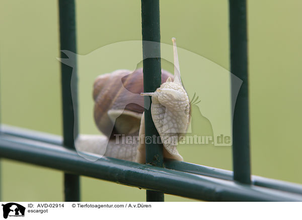 Weinbergschnecke / escargot / AVD-02914