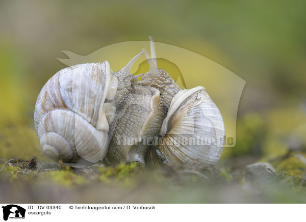 Weinbergschnecken / escargots / DV-03340