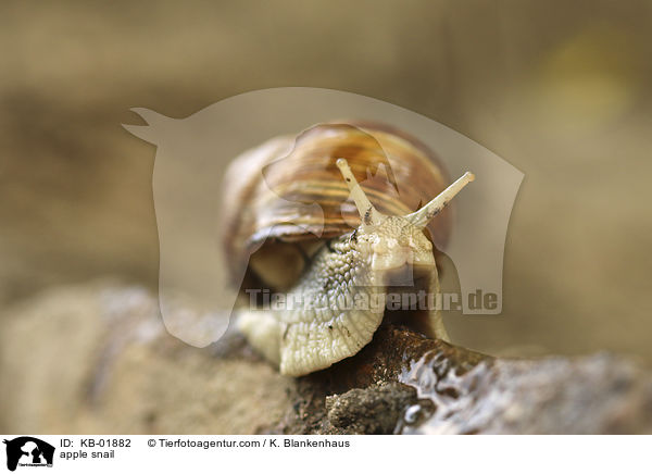 Weinbergschnecke / apple snail / KB-01882