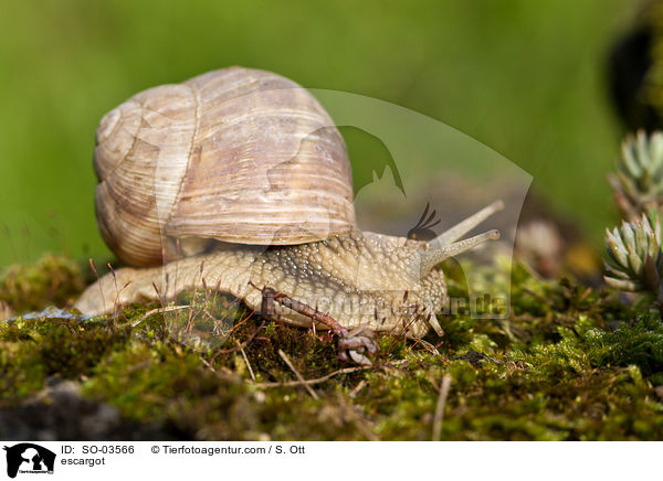 Weinbergschnecke / escargot / SO-03566