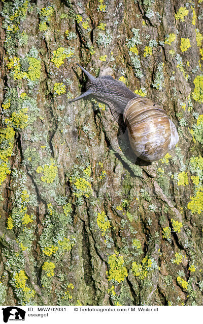 escargot / MAW-02031