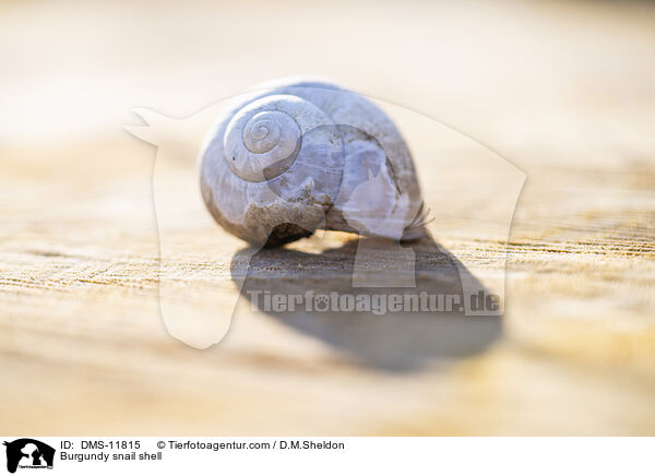 Weinbergschneckenhaus / Burgundy snail shell / DMS-11815