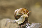 apple snail