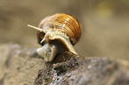 apple snail