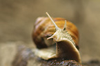 apple snail