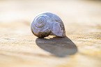 Burgundy snail shell