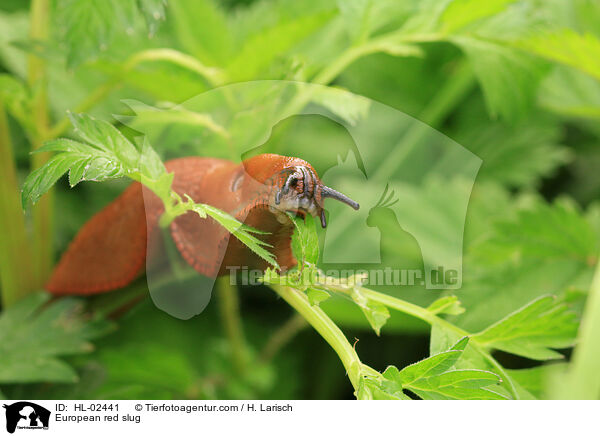 European red slug / HL-02441