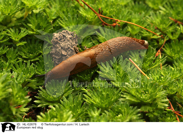 Rote Wegschnecke / European red slug / HL-02676