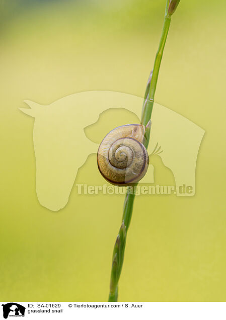 Gemeine Heideschnecke / grassland snail / SA-01629