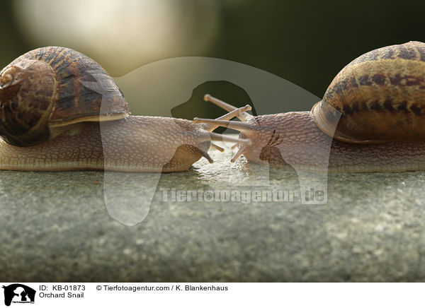 Gefleckte Schnirkelschnecke / Orchard Snail / KB-01873