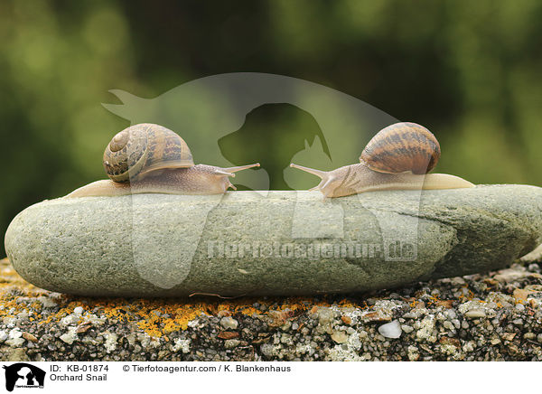 Gefleckte Schnirkelschnecke / Orchard Snail / KB-01874