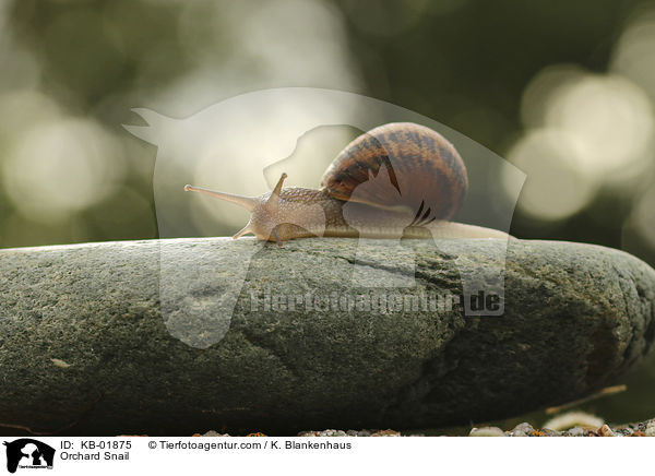 Gefleckte Schnirkelschnecke / Orchard Snail / KB-01875