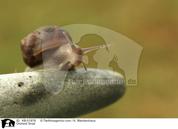Gefleckte Schnirkelschnecke / Orchard Snail / KB-01876