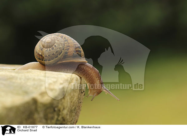 Gefleckte Schnirkelschnecke / Orchard Snail / KB-01877